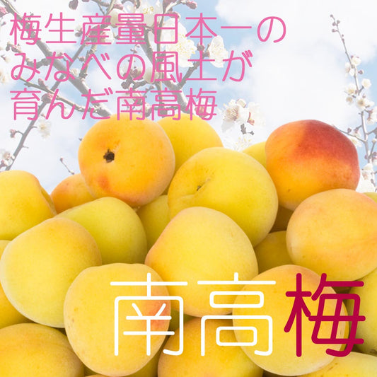 Plum Wine Alc.12% 500ml Aged for 3 years 「Shimagwa Plum Wine」3年熟成 島ー小ーあわもり黒糖梅酒 12度 500ml 沖縄最古の蔵元「新里酒造」3年古酒入り