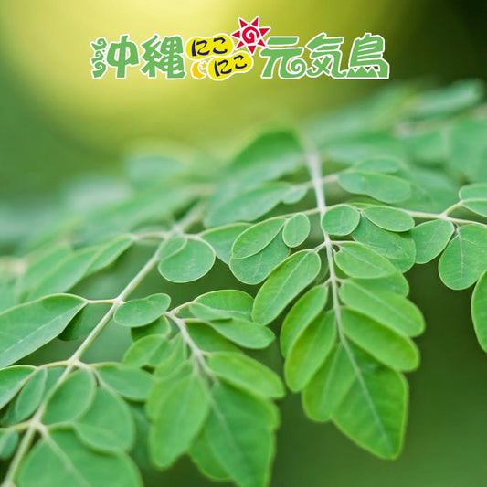 有機モリンガ茶 JAS認定 沖縄県産 30包×1袋 pure moringa tea Non-GMO and JAS certified Tea bag