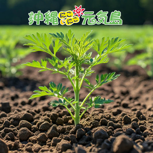 琉球ヨモギパウダー50g よもぎ粉末 沖縄県産よもぎ100％使用 50g×1袋 wormwood mugwort powder Green superfood from Okinawa 純粋なヨモギ粉末