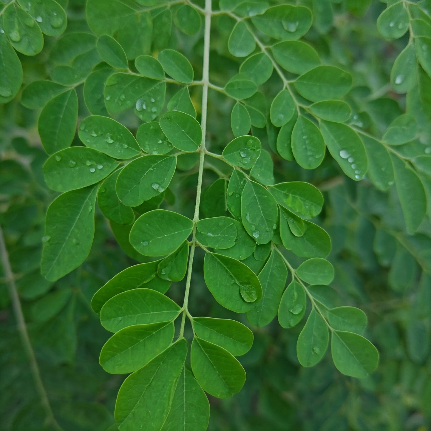 有機モリンガパウダー JAS認定 沖縄県産 50g×1袋 100% pure moringa leaf powder Non-GMO and JAS certified