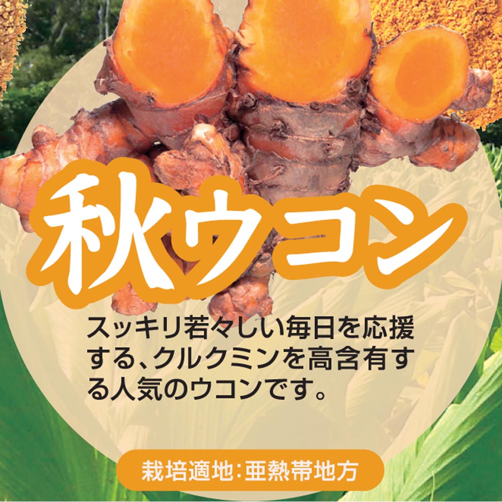 チャンプルーウコン ウコン粒 沖縄県産ウコン使用 93粒×1袋 飲みやすいタブレット Okinawa Triple Turmeric＋Black Pepper Extract, 93 tablets